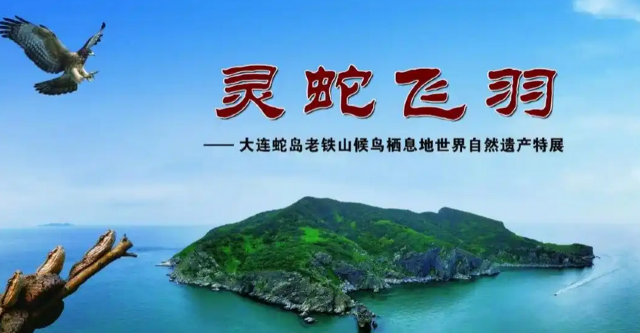 《靈蛇飛羽》大連蛇島老鐵山候鳥棲息地世界自然遺產專題特展 | 旅順博物館