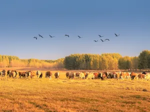 Xilingol Grassland