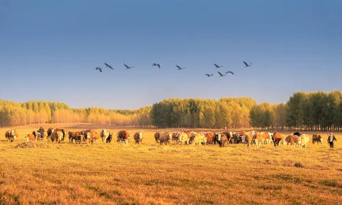 Xilingol Grassland