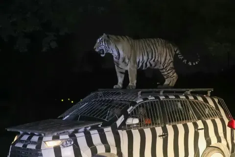 Shanghai Wild Animal Park