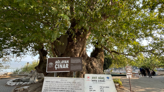 Ağlayan Çınar
