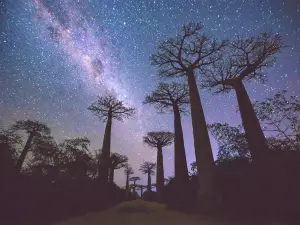 ฉากยอดฮิตยามค่ำคืนยอดนิยมในมาดากัสการ์