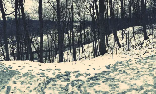 Earl Bales Park