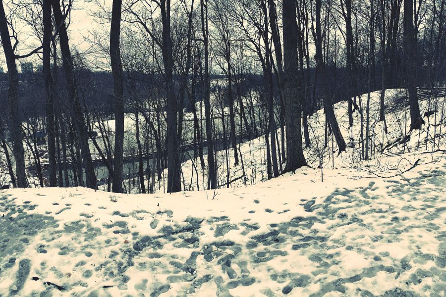 Earl Bales Park