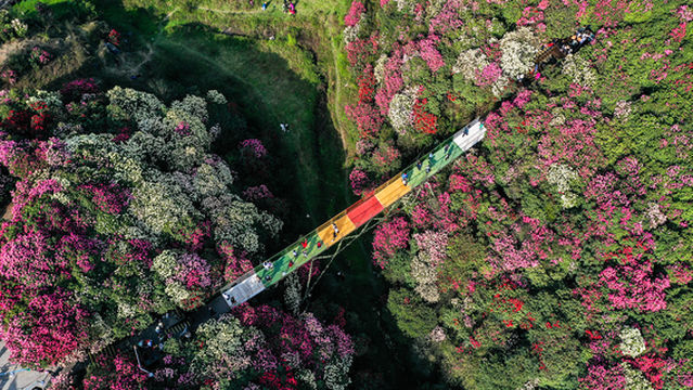 Baili Azalea King Scenic Area