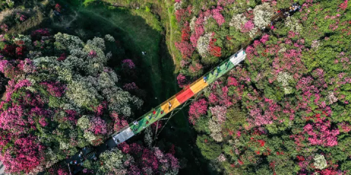 百里杜鵑杜鵑花王景區
