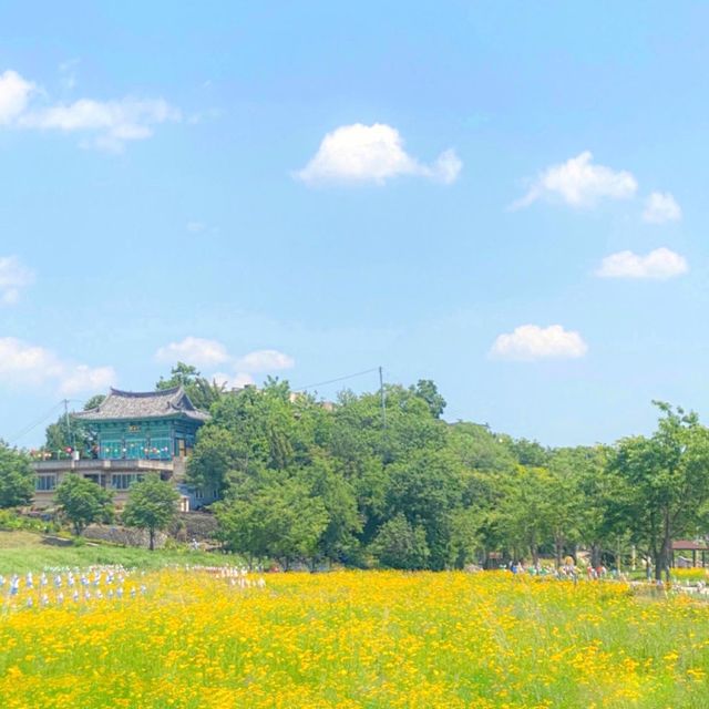 금계국 명소인 밀양 명례성지