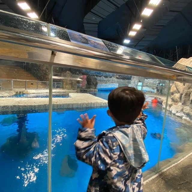 #親子游#海洋公園親子游，一家人好去處！