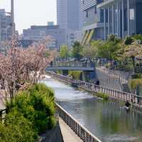 東京スカイツリーの桜並木