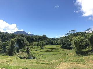 The rice fields landscape 
