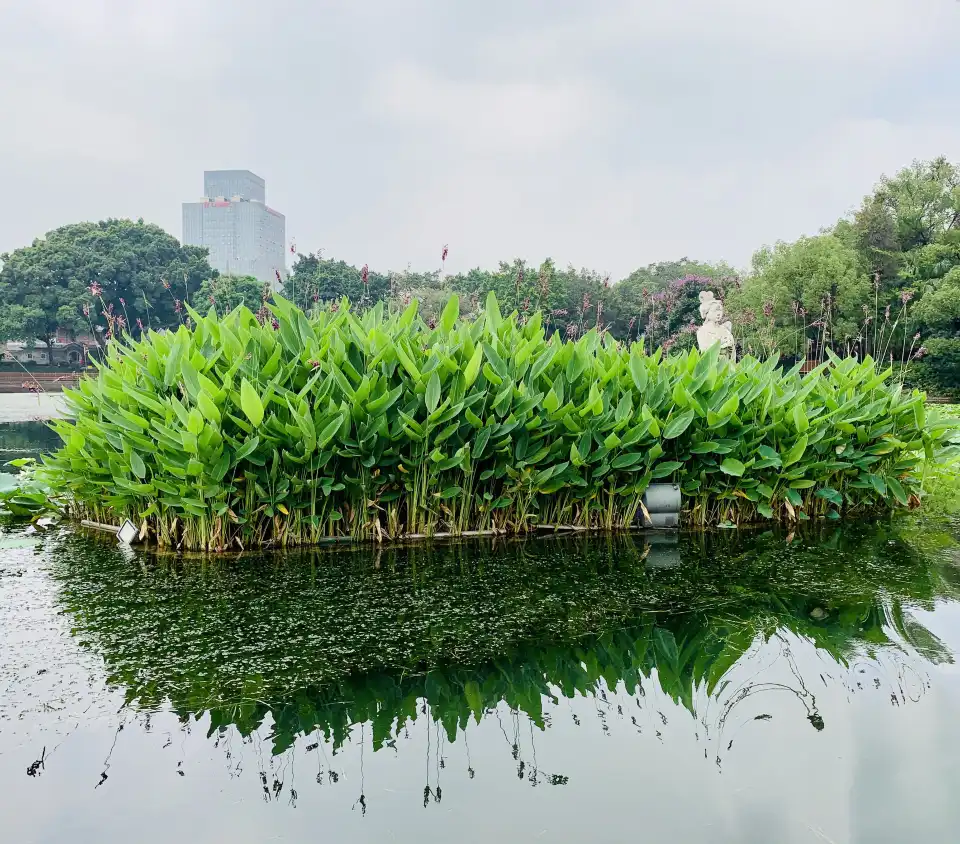2_Guangzhou Lychee Bay Cruise