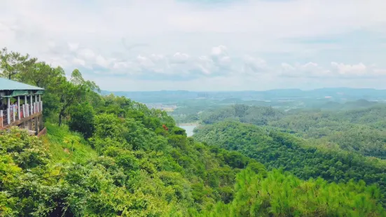 茶山鸡