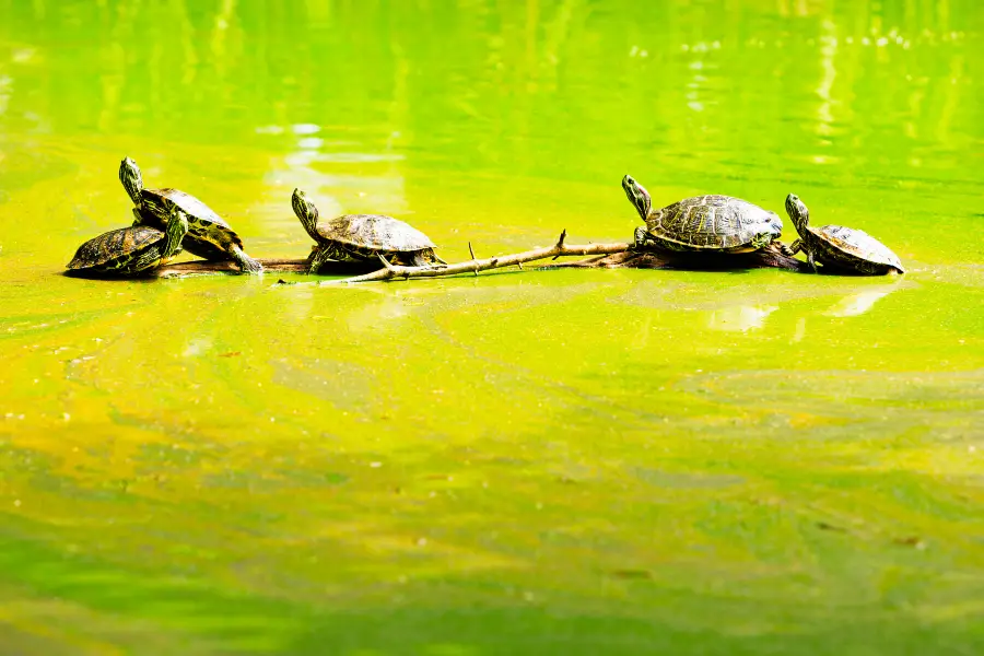 Danube-Auen National Park