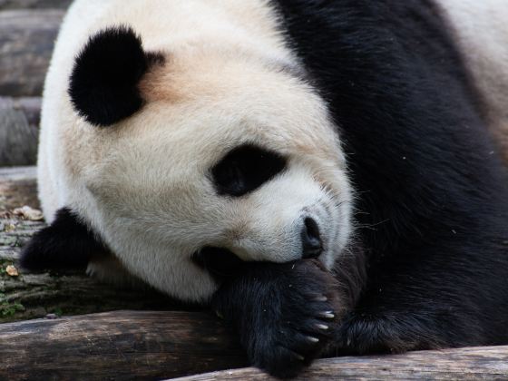 史密森尼國家動物園