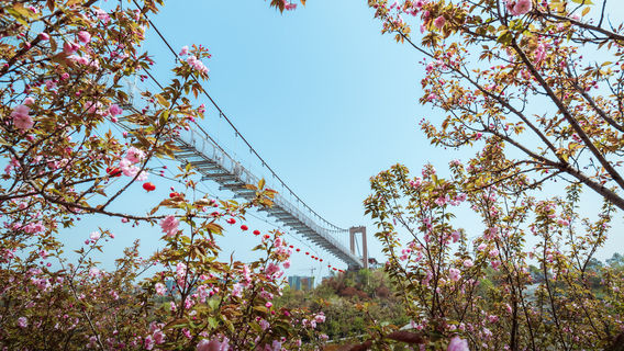 Xunlong River Cherry Blossom Valley