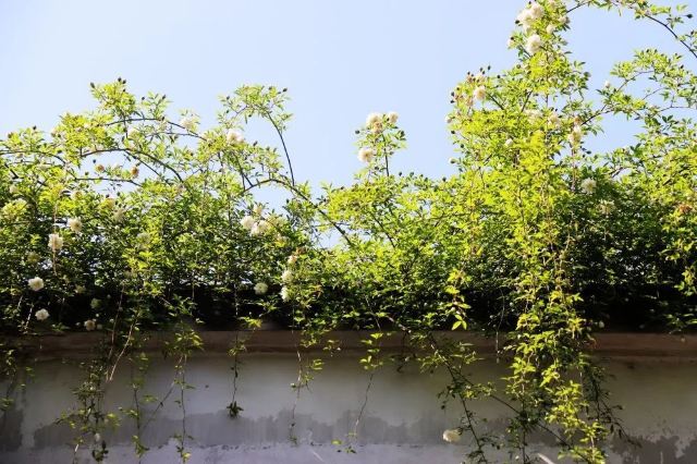 Lion Forest Garden