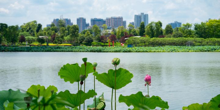 Holy Lotus Island