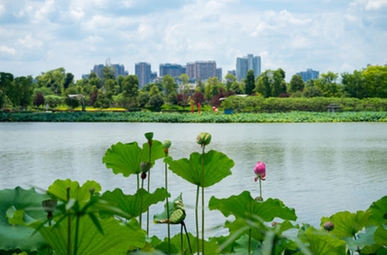 Holy Lotus Island