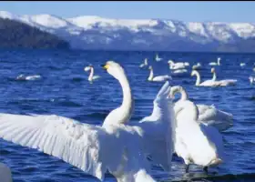 白鳥の湖水の村