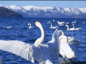 Swan Lake Shuizhai