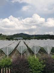 Luofushan Yulan Ecology Farm