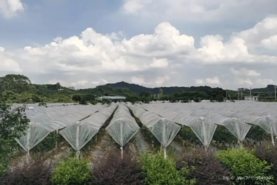 羅浮山玉蘭農場