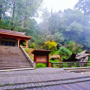 阿里山神木區