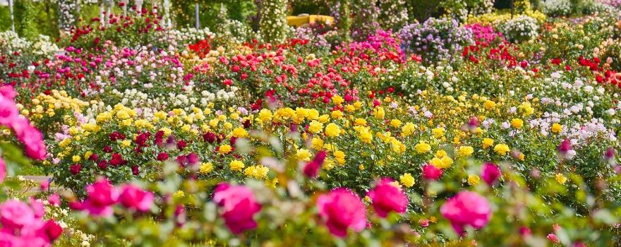 Keisei Rose Garden
