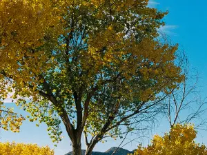 ロサンゼルスの人気紅葉の名所