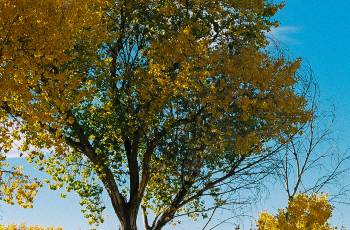 洛杉磯的熱門遊賞秋景好去處