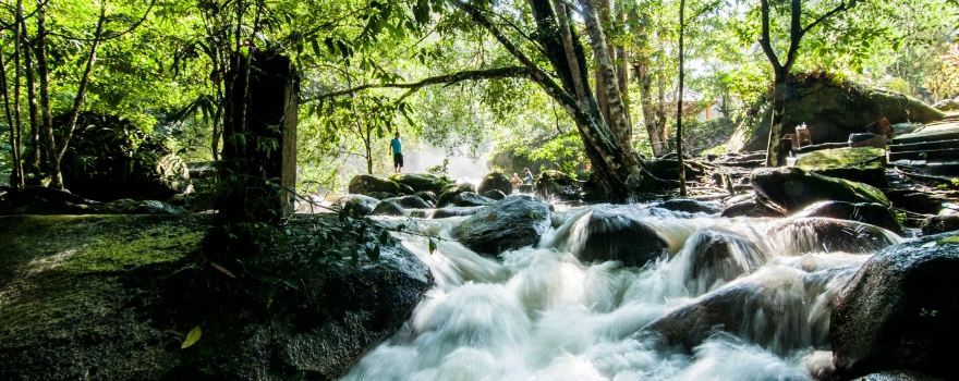 Lata Jarum Forest Eco Park