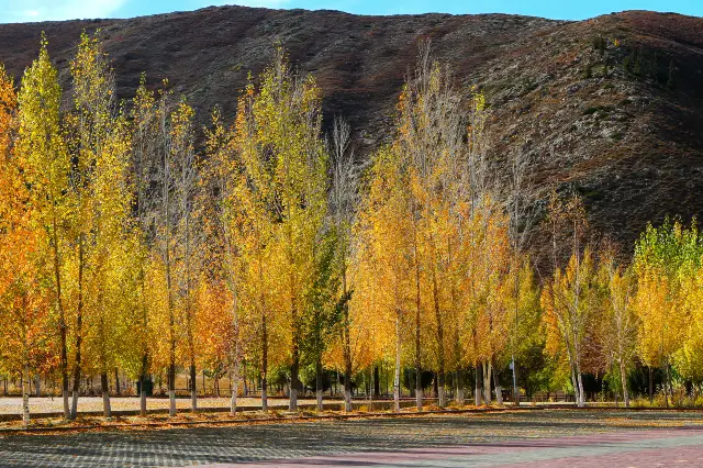Birch Forest Sightseeing in Altay Prefecture