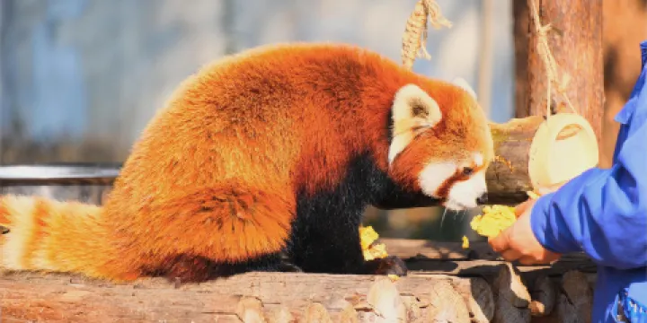合肥野生動物園