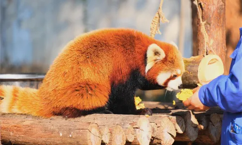Hefei Wildlife Park