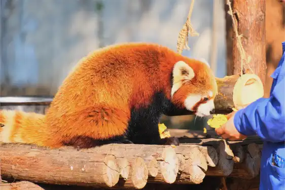 Hoteles cerca de Hefei Safari