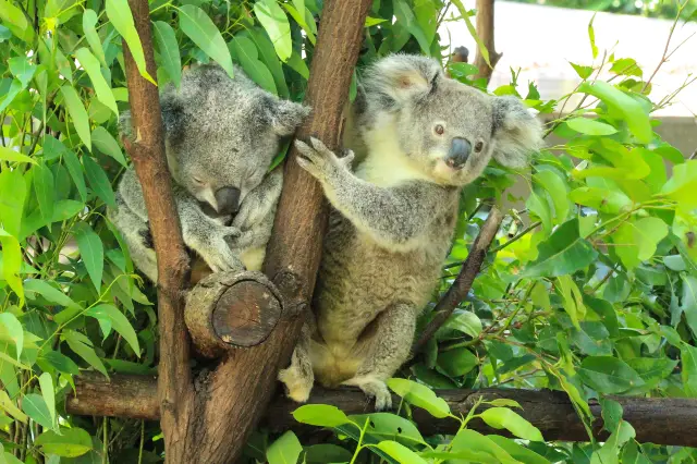 Cuddle koalas in Gold Coast