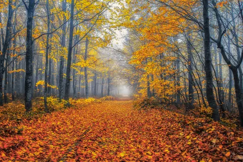Uludag National Park