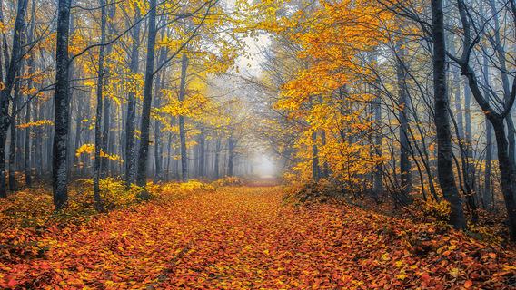 Uludag National Park