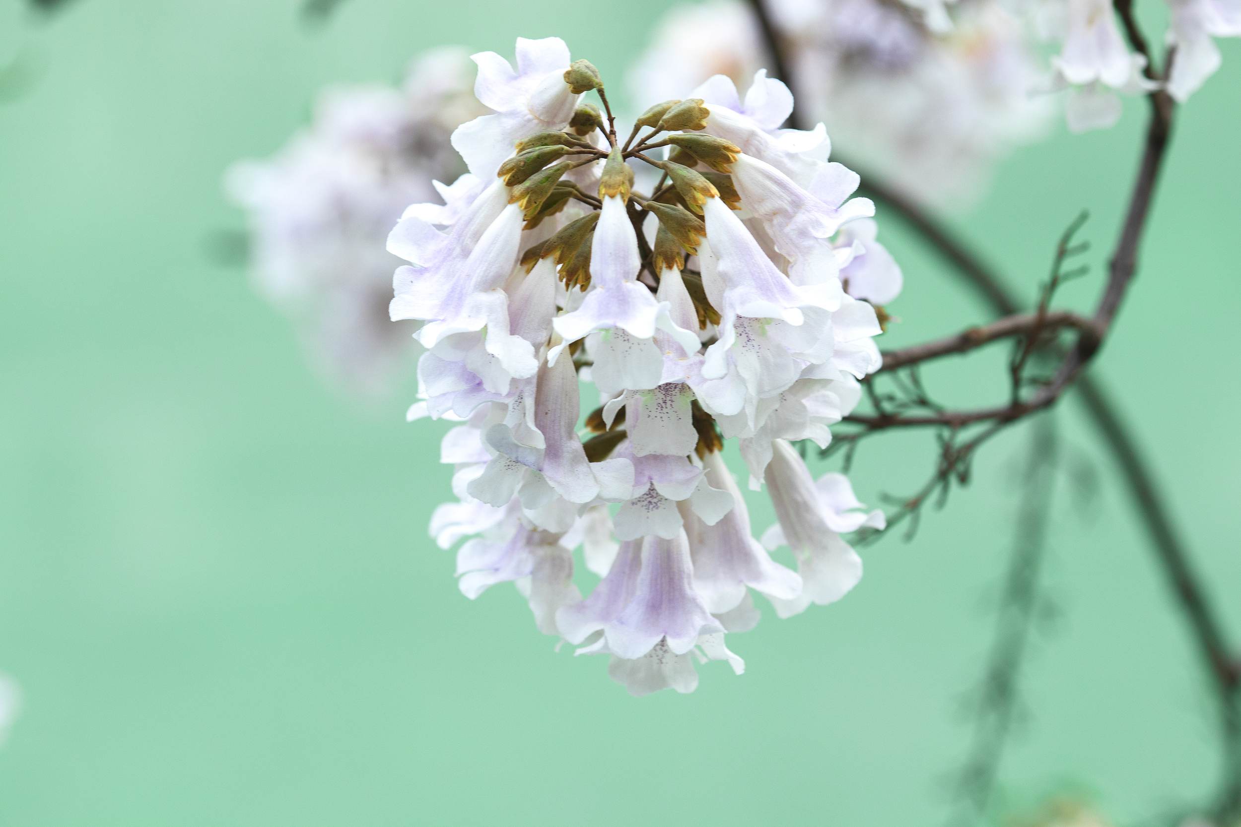 2026 Taoyuan Tung Blossom Festival | Taoyuan