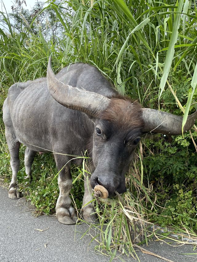 牛の親子を見ながらお散歩　in黒島