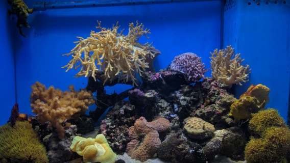 Numazu Deep Sea Aquarium