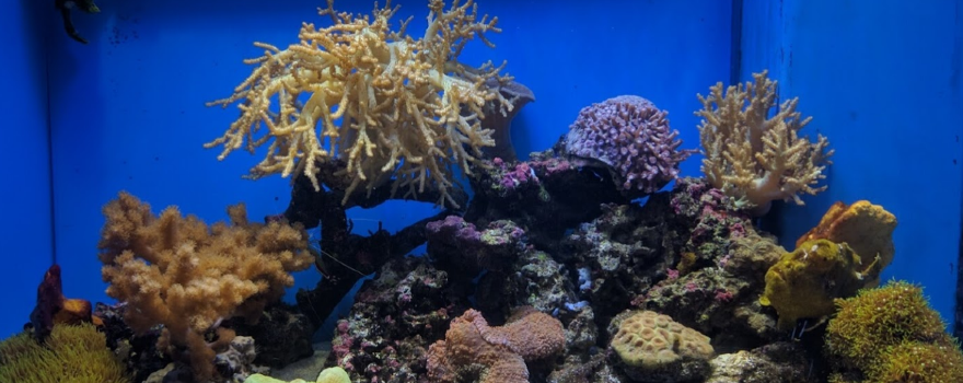 沼津港深海水族館