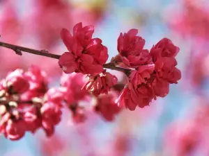 Yearning Tea Plantation Tourist Attraction