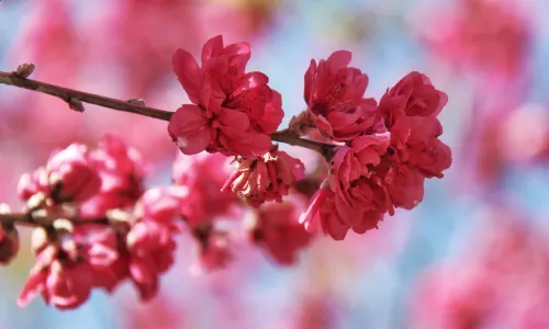 Yearning Tea Plantation Tourist Attraction