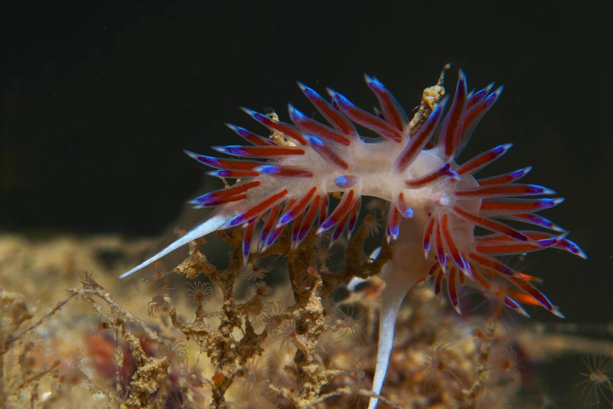 東京晴空塔 門票4
