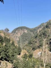 Millennium Torreya Grandis Forest Scenic Area