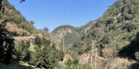 千年香榧林景區