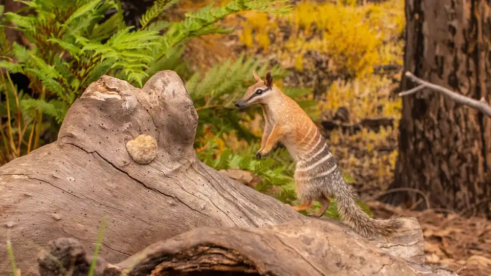 4_WILD LIFE Sydney Zoo