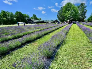 Bleu Lavande (Blue Lavender)