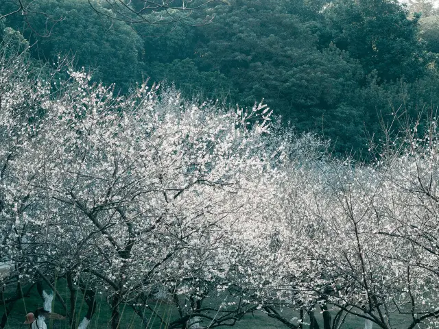 guang zhou shang mei hua